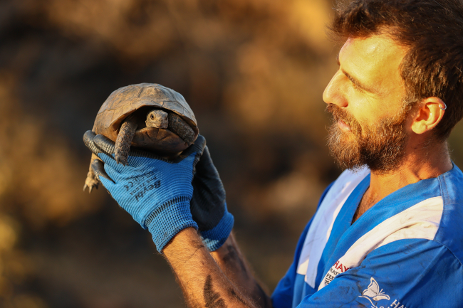 Yangından kaçamayan küçük hayvanlar toprağın altına saklanıyor